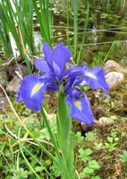 2-Iris_5268.jpg