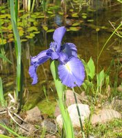 3-Iris-sp._4286.jpg