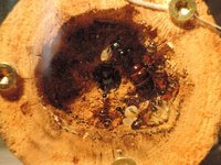 Camponotus ligniperdus Nest 052015.jpg