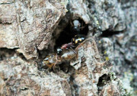 Dolichoderus quadripunctatus Transport.JPG