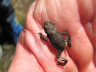 Bufo_5292.jpg