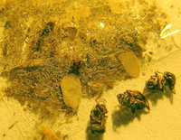 Bestimmung-L.-n.5356.jpg (236.59 KiB) 128729-mal betrachtet Bestimmung-L.-n.5356.jpg