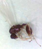 T.nyl.Mä.-6.jpg (151.25 KiB) 27367-mal betrachtet T.nyl.Mä.-6.jpg