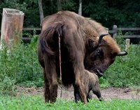 Wisent_5375.jpg