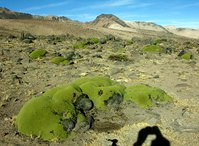 1-Yareta-0718.jpg