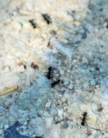 Camponotus vagus bewegen sich in Gruppe.JPG