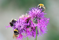 Bombus spp.JPG