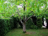 1-Nussb._5427.jpg (248.38 KiB) 95794-mal betrachtet 1-Nussb._5427.jpg