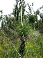 Grass-Tree-103.jpg