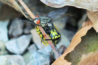 Vespula germanica mit erbeuteter Fliege.JPG