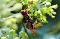 Vespa crabro auf Efeu.JPG