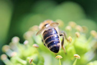 Apis mellifera cf mellifera.JPG