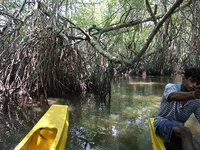 2-Mangrove-013.jpg