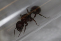 Pogonomyrmex barbatus.JPG