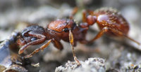 Myrmica spec3.jpg