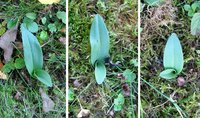 Ophrys-merge.jpg