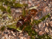 Myrmica_sp_5mm_20150904_02.jpg