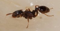 Tetramorium_sp_20150422_05.jpg