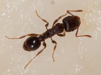 Tetramorium_sp_20150422_08.jpg