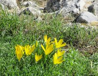 Sternbergia-sicula-5550.jpg