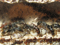 Larven Ectomomyrmex astutus.JPG