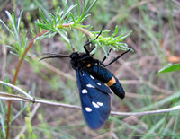 Amata phegea-0227-06-10-Aosta.jpg