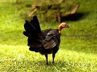 Austr.brushturkey-13.jpg