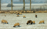 Januar-am-Reinheimer-Teich.jpg