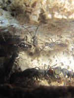 Männchen Ectomomyrmex astutus.JPG