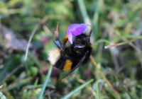 Bombus cf terrestris 5.2.2016.JPG