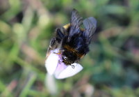 Bombus cf terrestris 2 5.2.2016.JPG