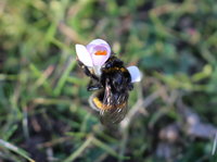 Bombus cf terrestris 3 5.2.2016.JPG