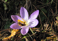 1-Apis-auf-Crocus5912.jpg