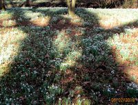 3-Galanthus-Schatten-5916.jpg