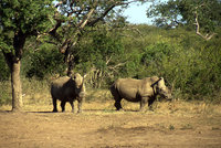 SA-I-38-Rhinos.jpg