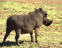 SA-I-22-W-Schwein-web.jpg