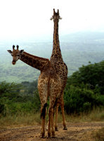 Giraffe-787.jpg