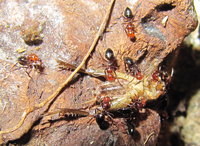 Camponotus lateralis 2.JPG