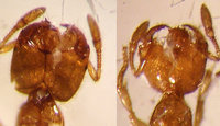 Solenopsis-fugax.jpg