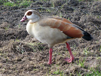 2-Nilgans-973.jpg