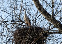 6-Storch-993.jpg