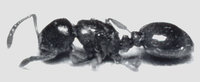 M.-corsicus-holotypus-web.jpg