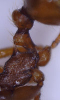 Bestimmung Myrmica Dornen.jpg