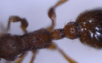 Bestimmung Myrmica Dornen4.jpg