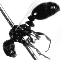 M.-corsicus-841.jpg