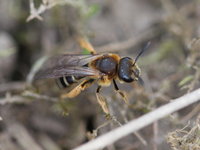 Andrena cf. barbilabris.JPG