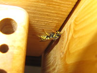 Polistes dominula am Wildbienenhaus.JPG