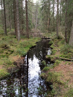 Bächlein im Wald.JPG