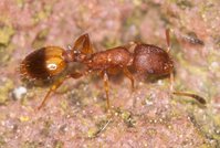 Temnothorax_sp_20160410_01.jpg