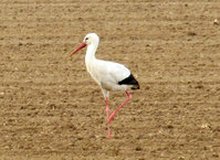 Storch-6061.jpg